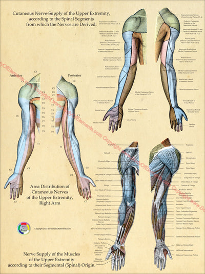 nerve innervations arms anatomical chart