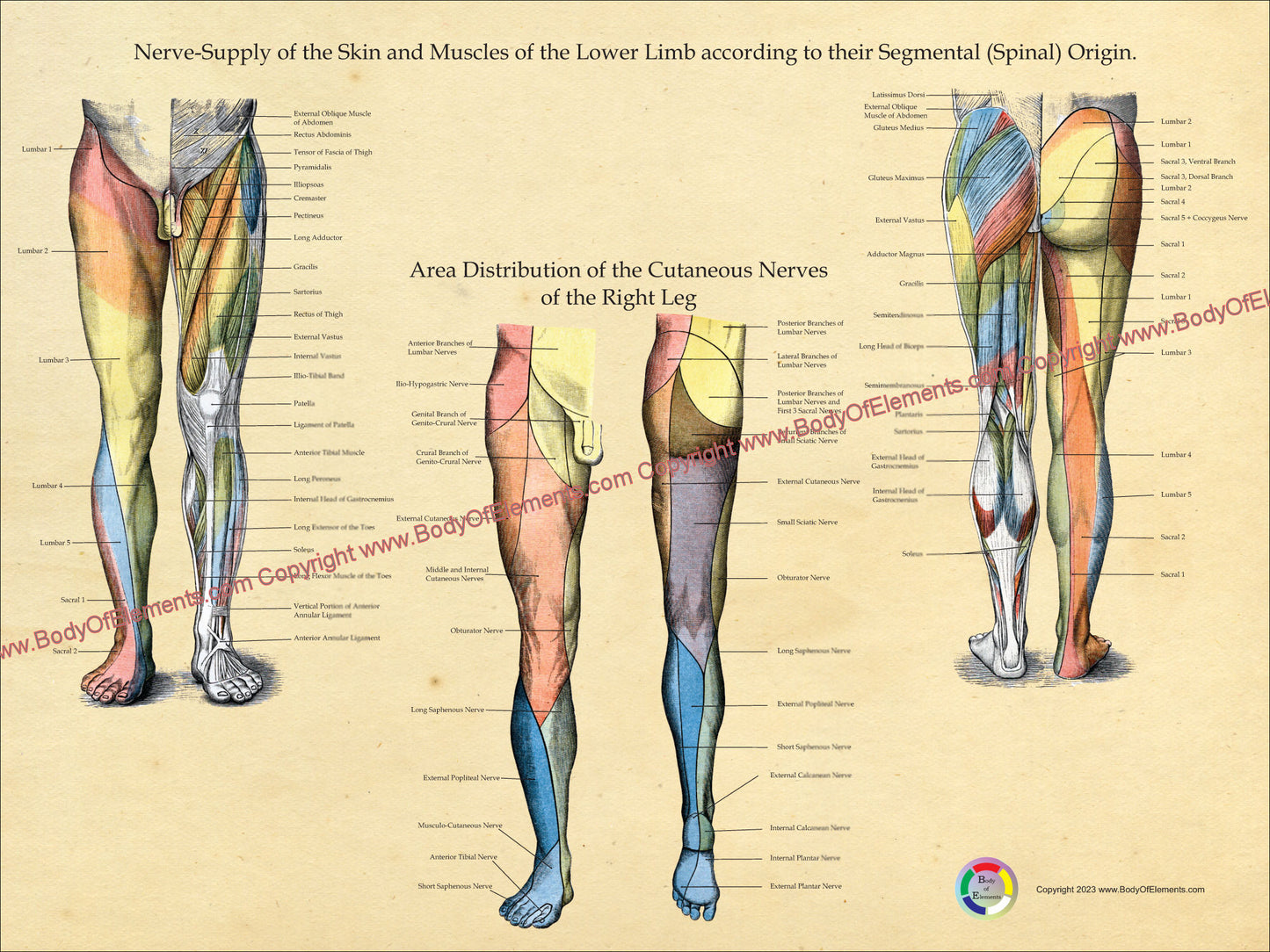 Leg nerve innervation charts