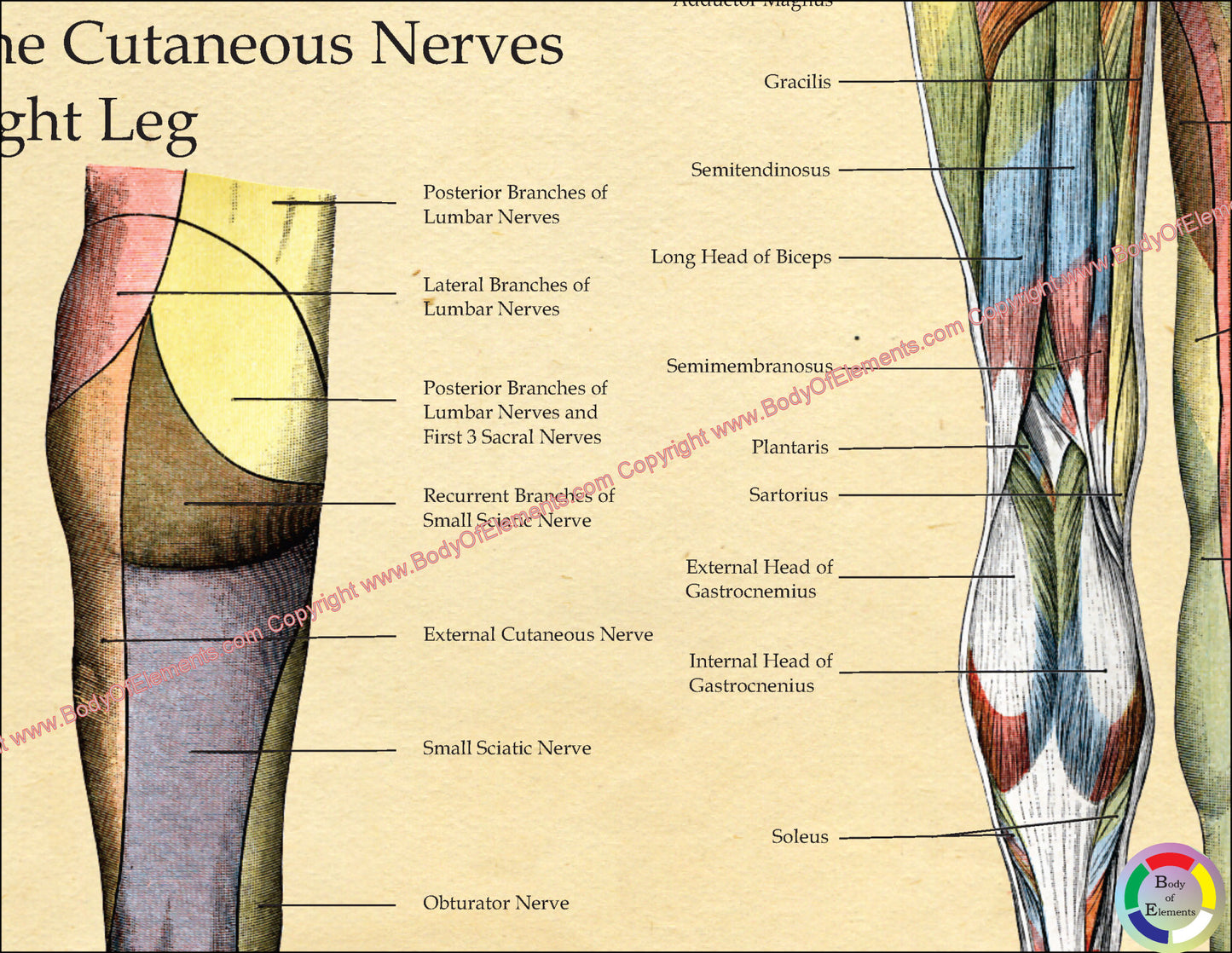Nerve innervation of the legs