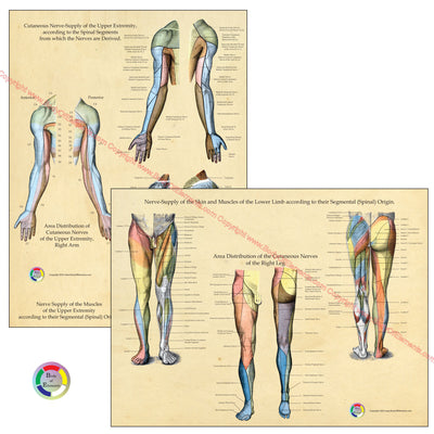 Nerve Innervation Posters