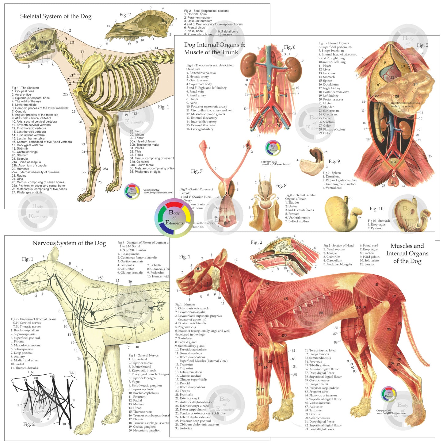 Dog anatomical chart set
