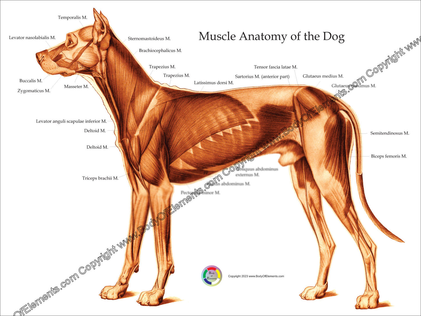 Dog muscular anatomy poster