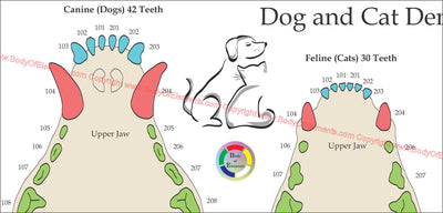 Dog and cat tooth numbering system poster
