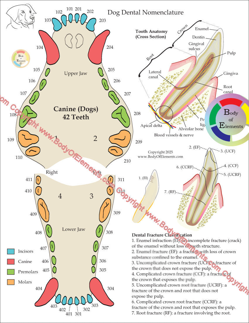 Dog canine dental nomenclature chart