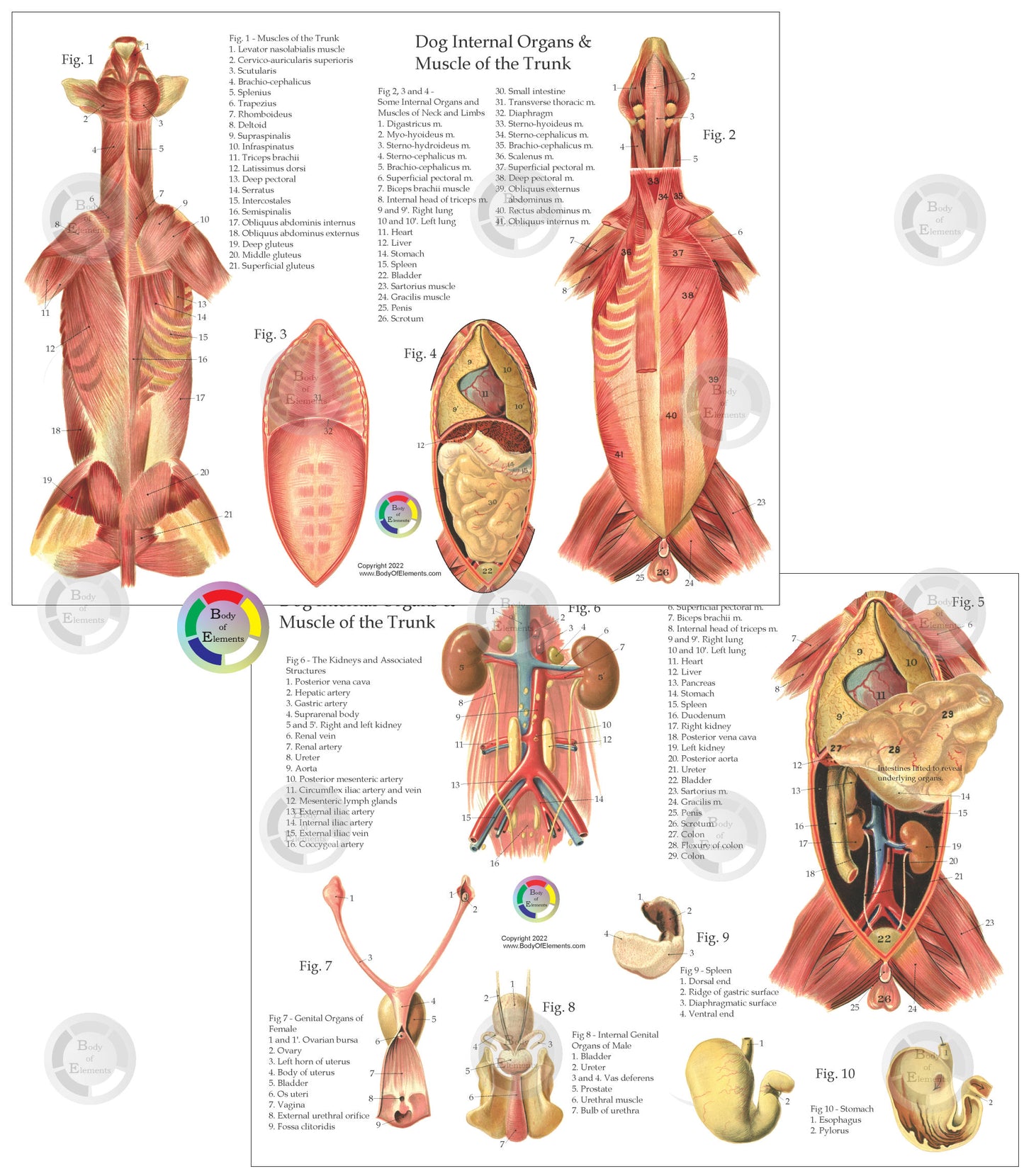 Internal anatomy of the dog