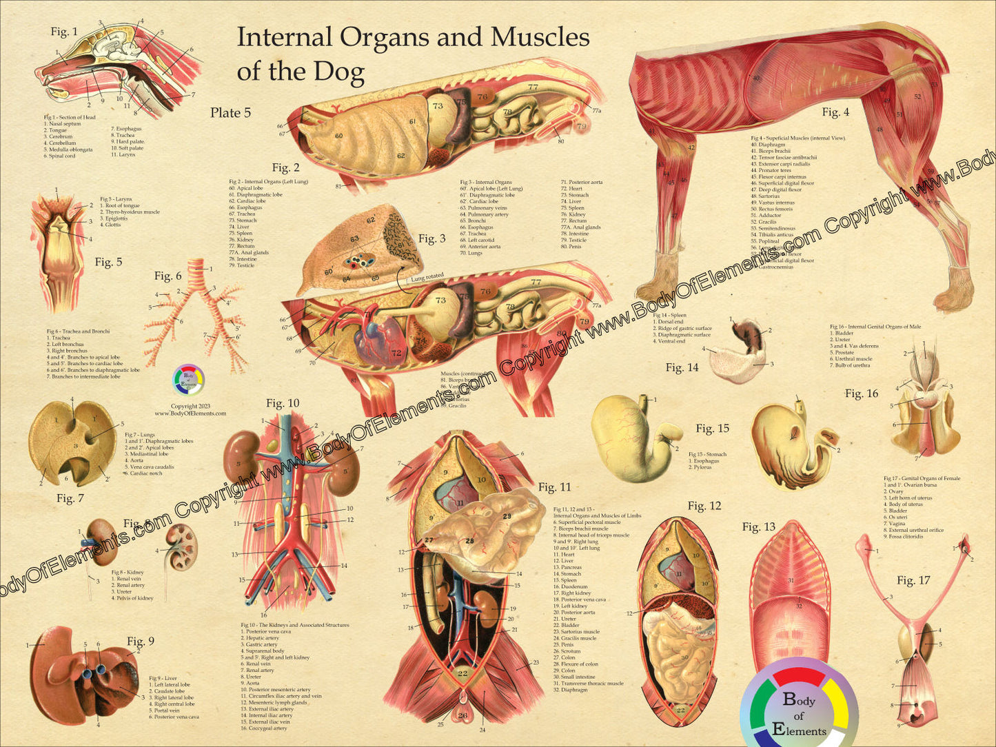 Dog Internal Organ Anatomy Poster