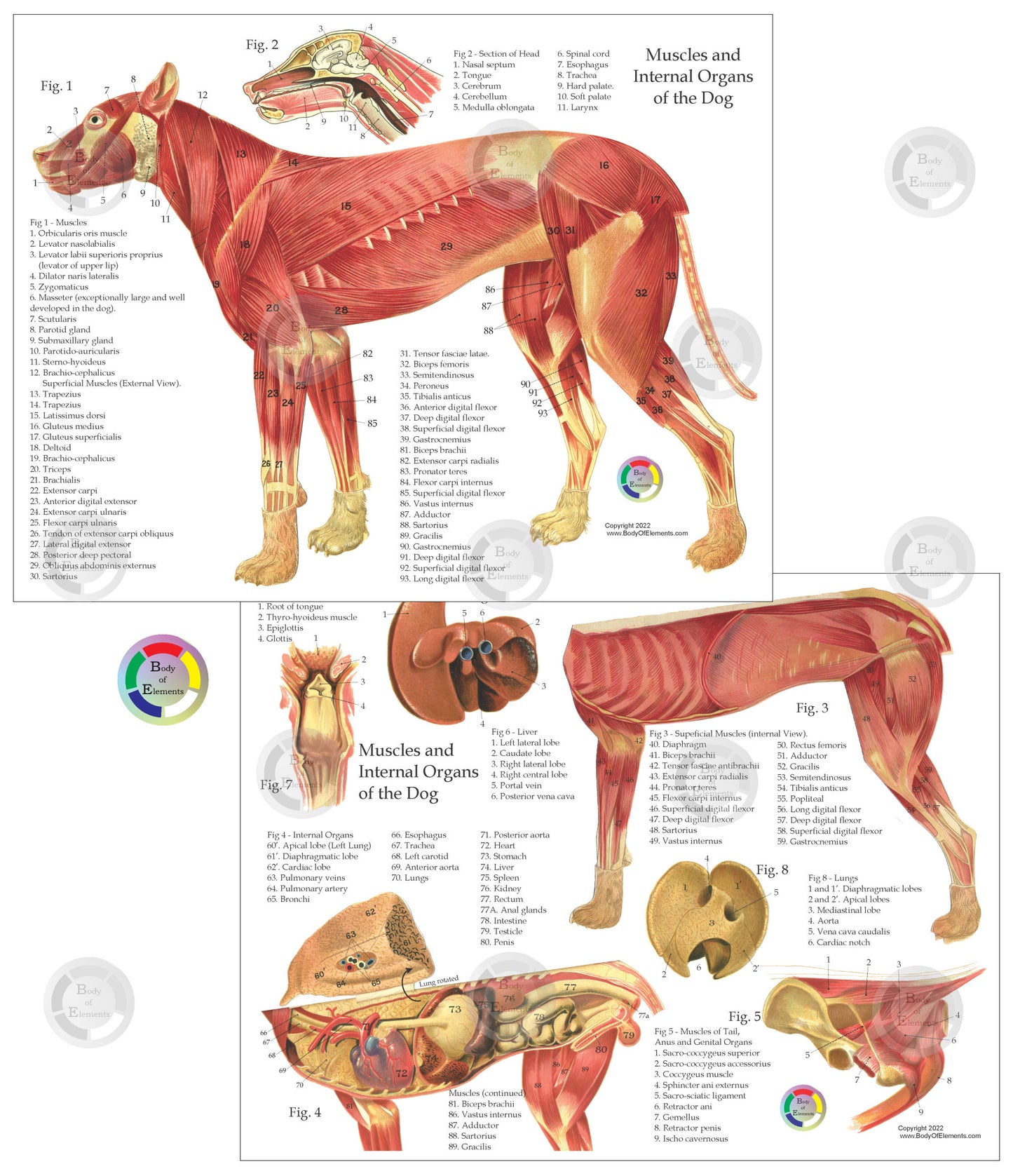 The muscle and organ anatomy of the dog