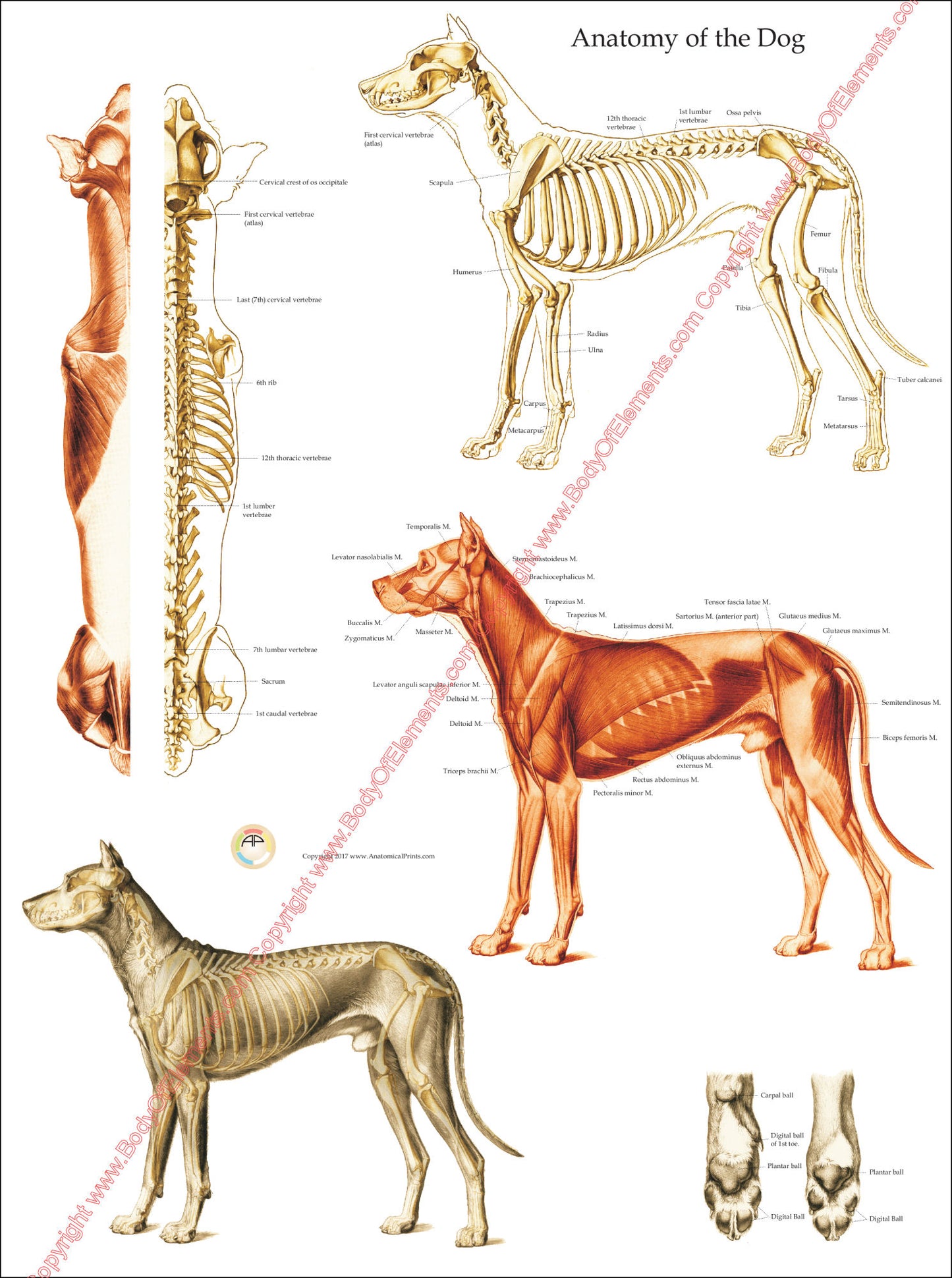 Dog muscular and skeletal anatomy chart