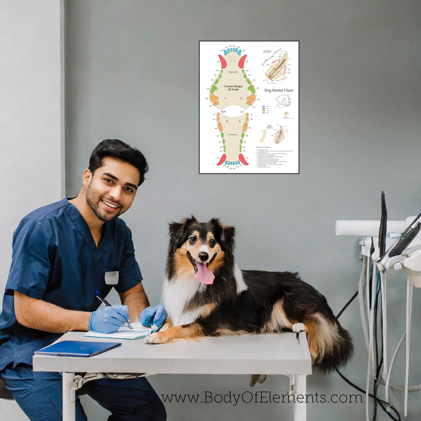 Veterinary clinic canine teeth numbering system wall poster
