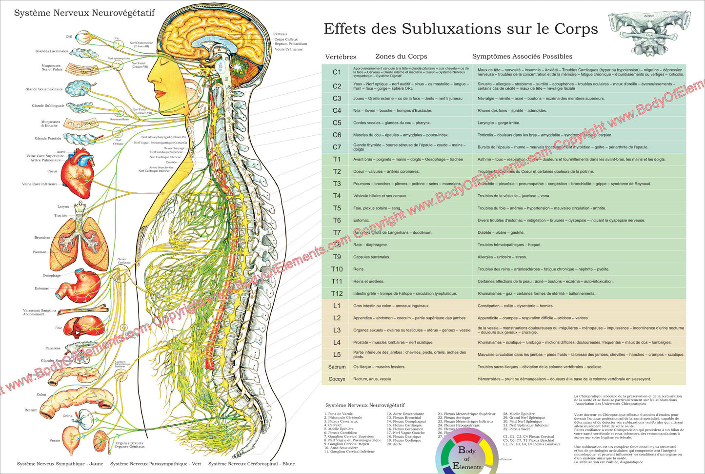 ANS and Effects of Subluxation Poster