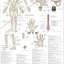 Large extraordinary acupuncture points wall chart