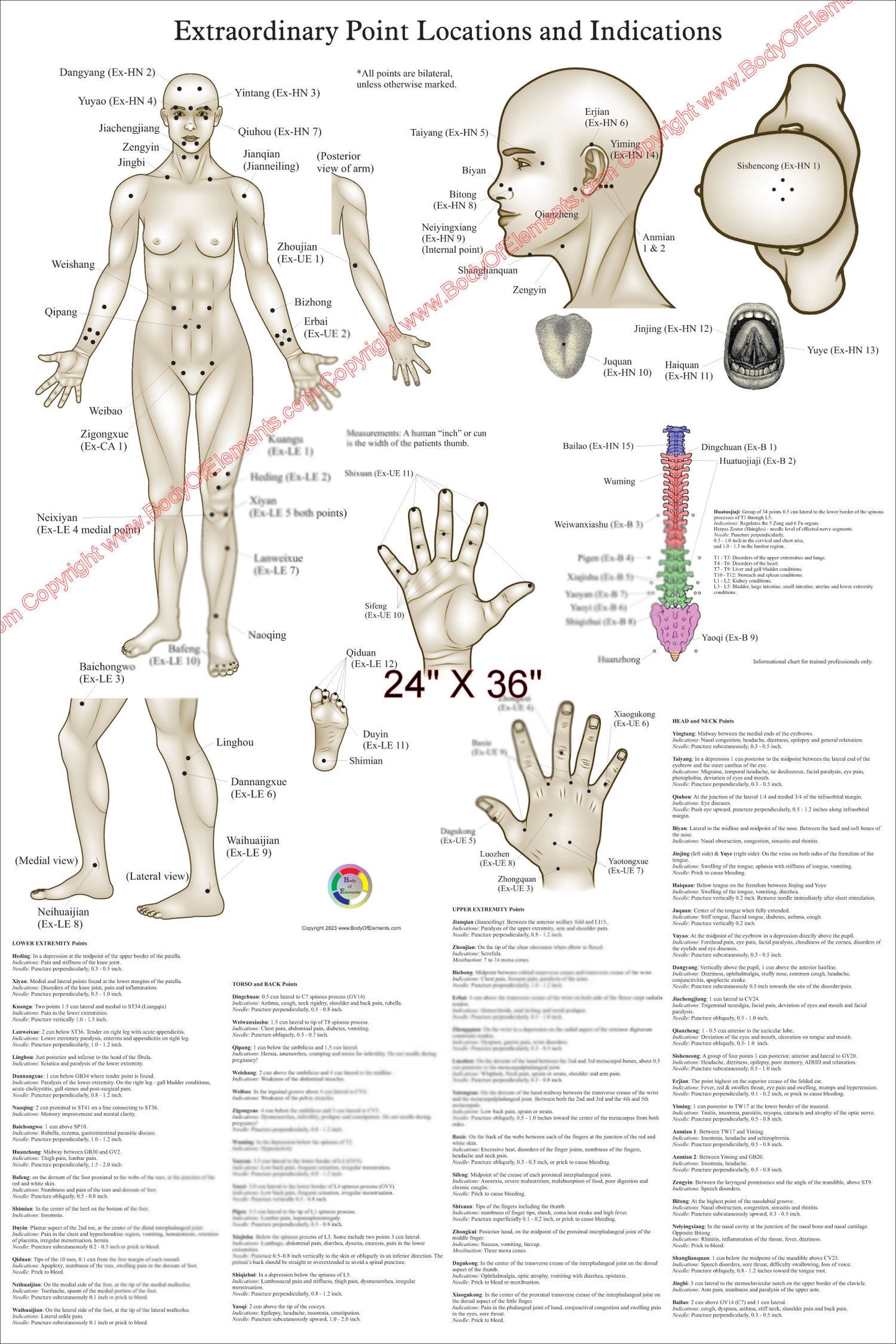 Large extraordinary acupuncture points wall chart