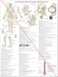 Extraordinary acupuncture point locations poster