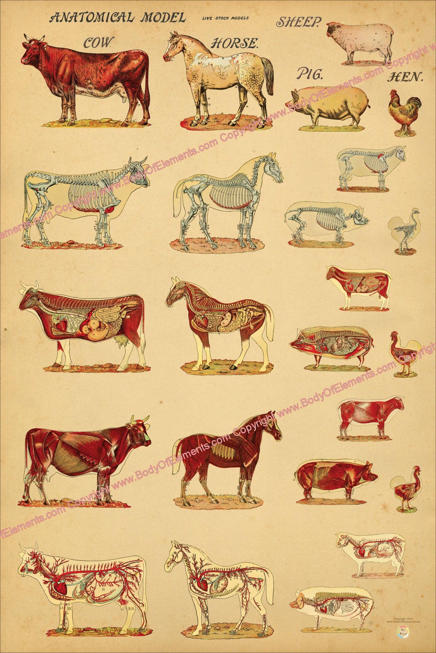 Anatomy poster of farm animals