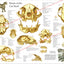 Cat Skull Anatomy Poster