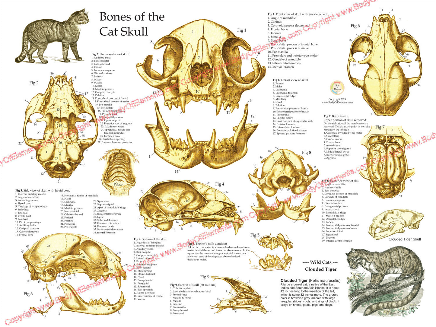 Cat Skull Anatomy Poster