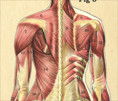 Back muscles of the woman