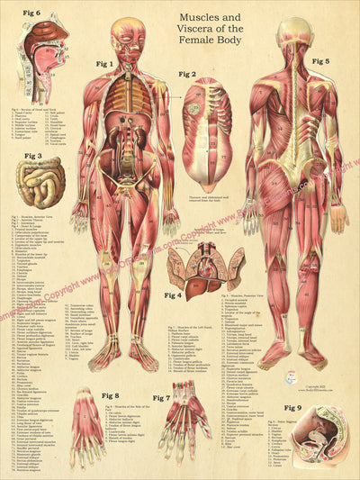 Female anatomy poster