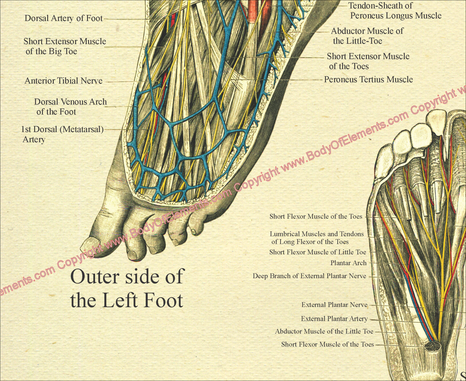 Human Foot Anatomy Tendons