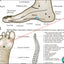Foot reflexology points chart