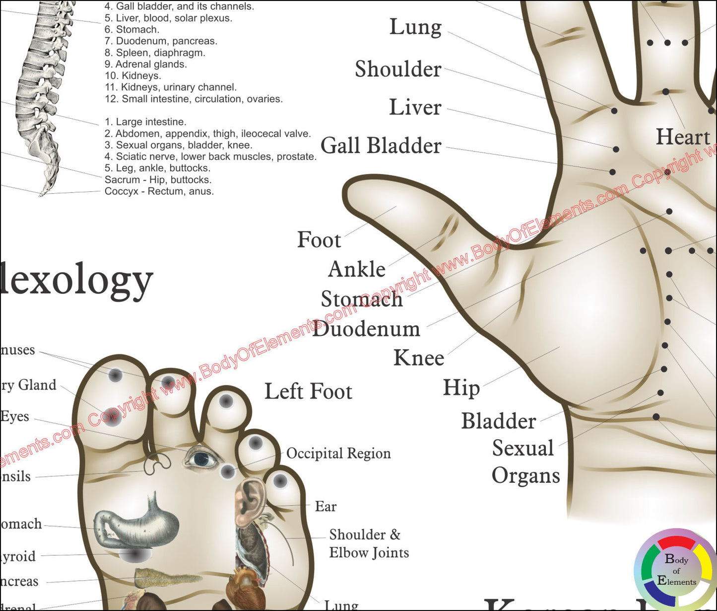 Acupuncture Microsystems of the Hand Foot and Ear Poster