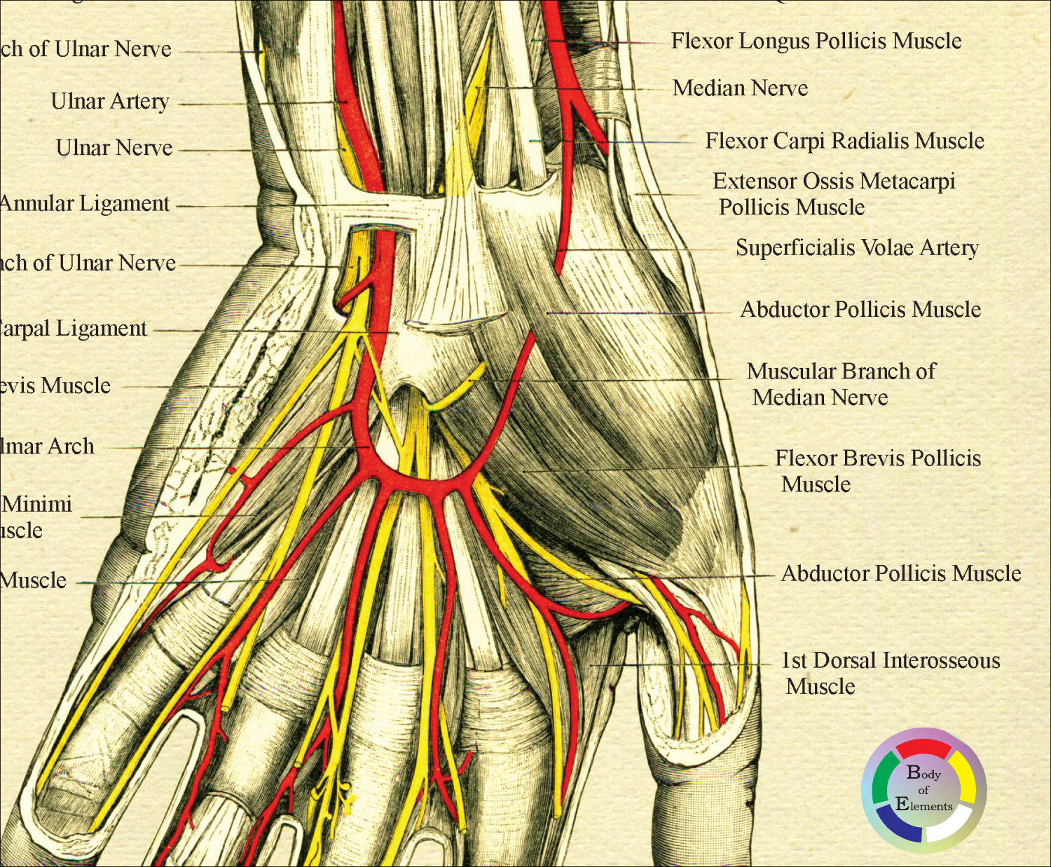 Human Hand and Wrist Anatomy Palmar