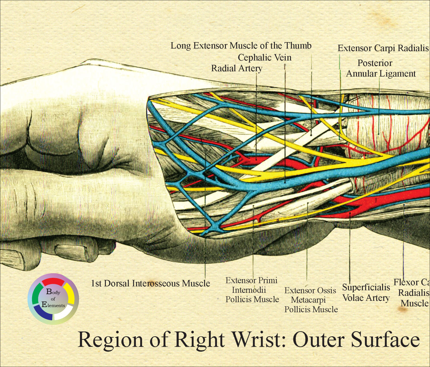 Human Hand and Wrist Anatomy Arteries