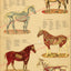 Horse veterinary anatomical chart