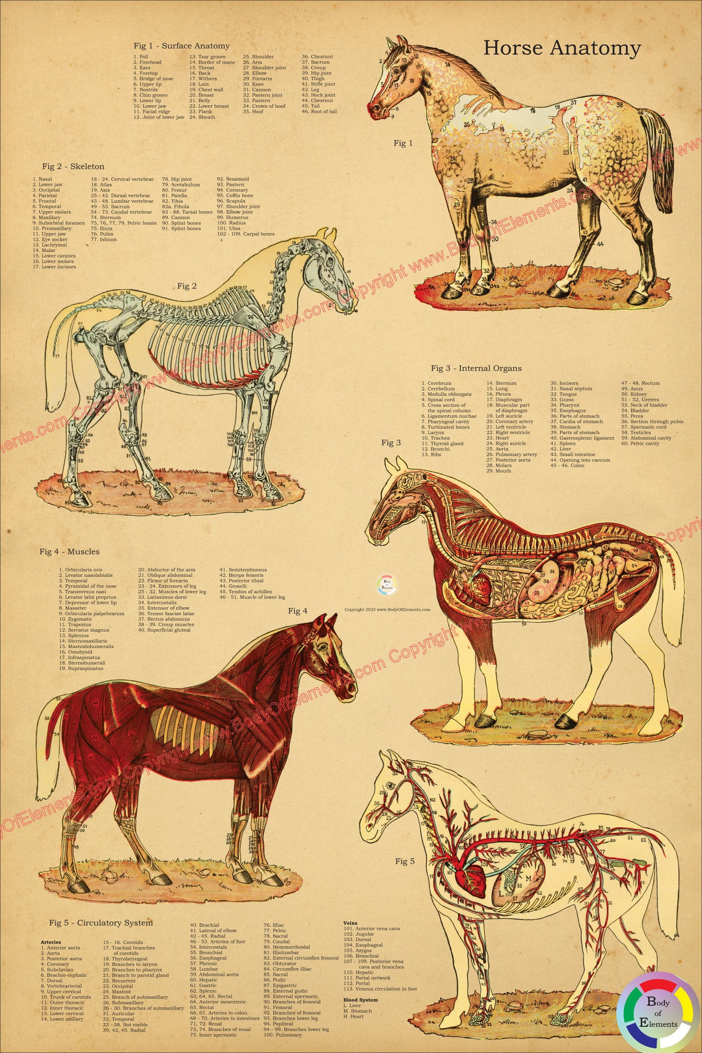 Horse veterinary anatomical chart