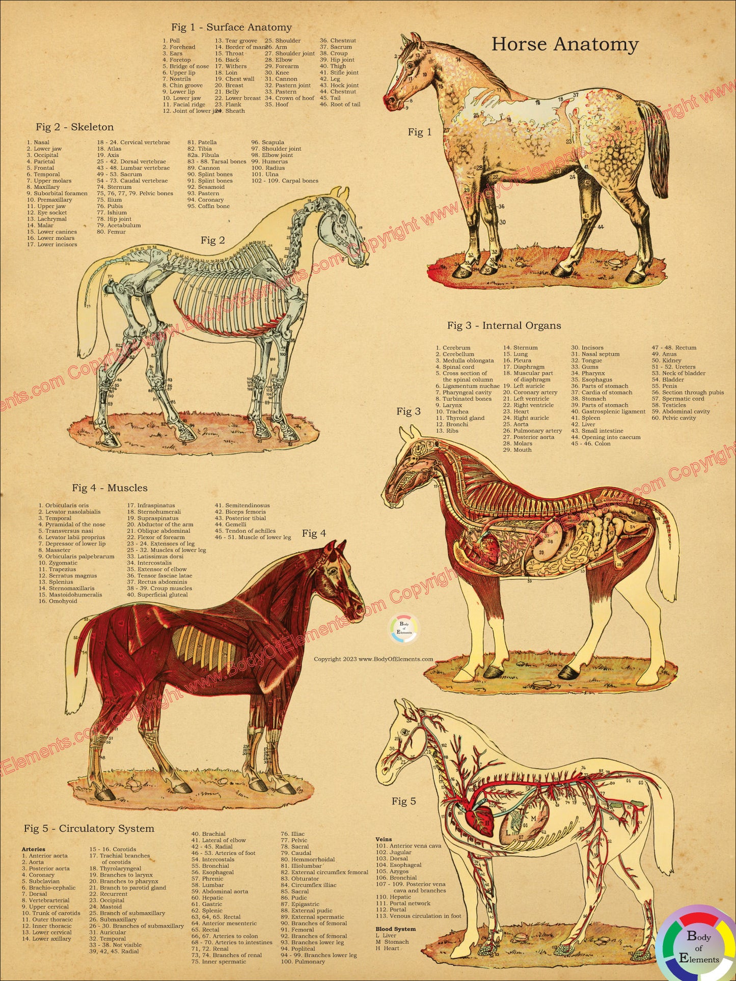 Horse anatomy poster