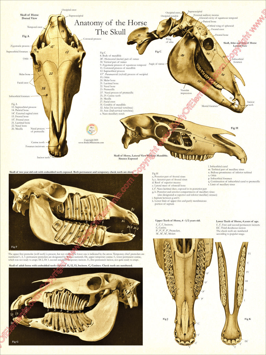 Horse Dental Anatomy Wall Chart Arabians Education