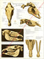 Horse Skull Dental Anatomy Poster
