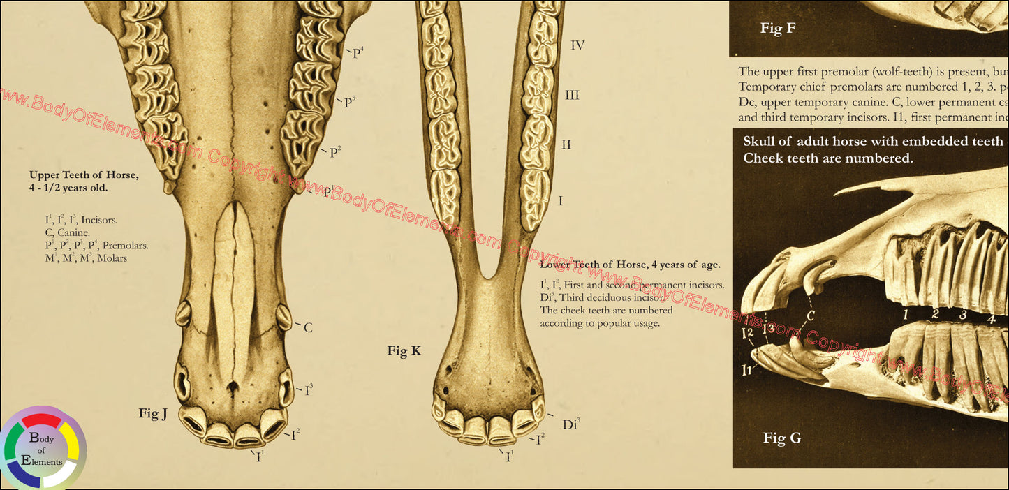 Dental anatomy of the horse chart