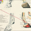 Horse foot and hoof anatomical chart