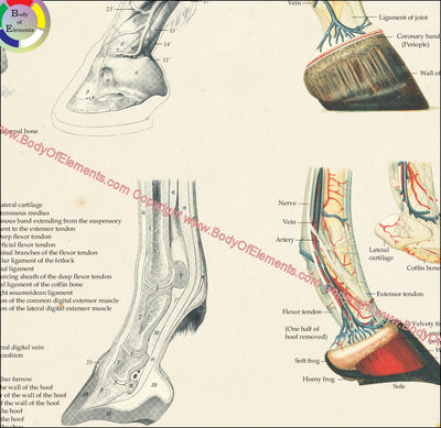 Horse foot and hoof anatomical chart