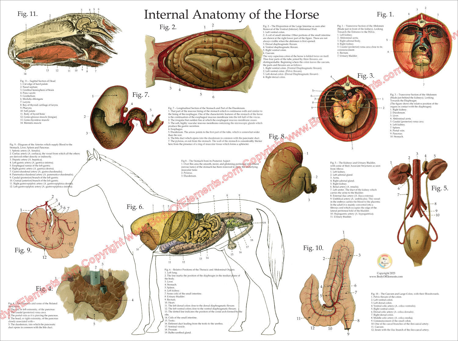 Horse Organ Anatomy Horse Skeleton Side View With Organs Horse Equus horse-organ-anatomy-horse-skeleton-side-view-with-organs-horse-equus