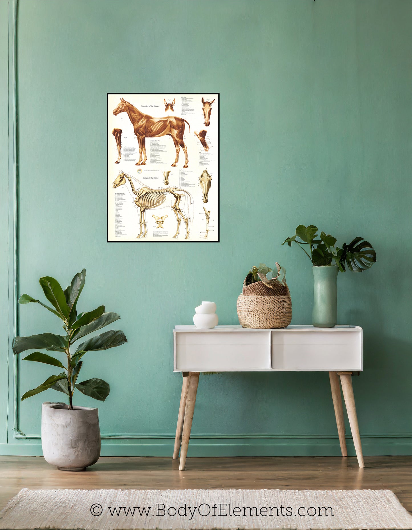 Veterinary clinic horse anatomical wall chart