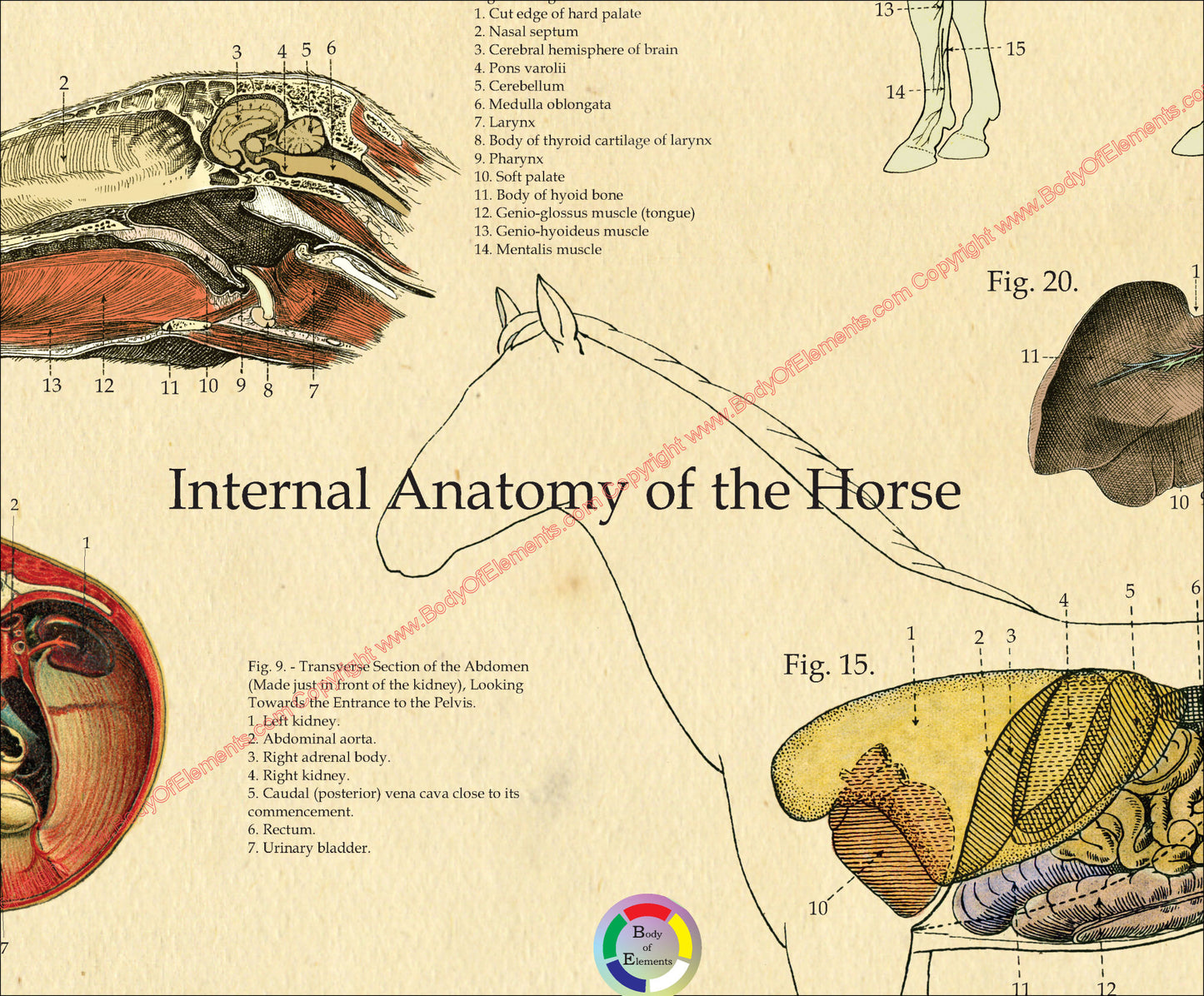 Horse Nerves Internal Anatomy Poster 24" X 36"