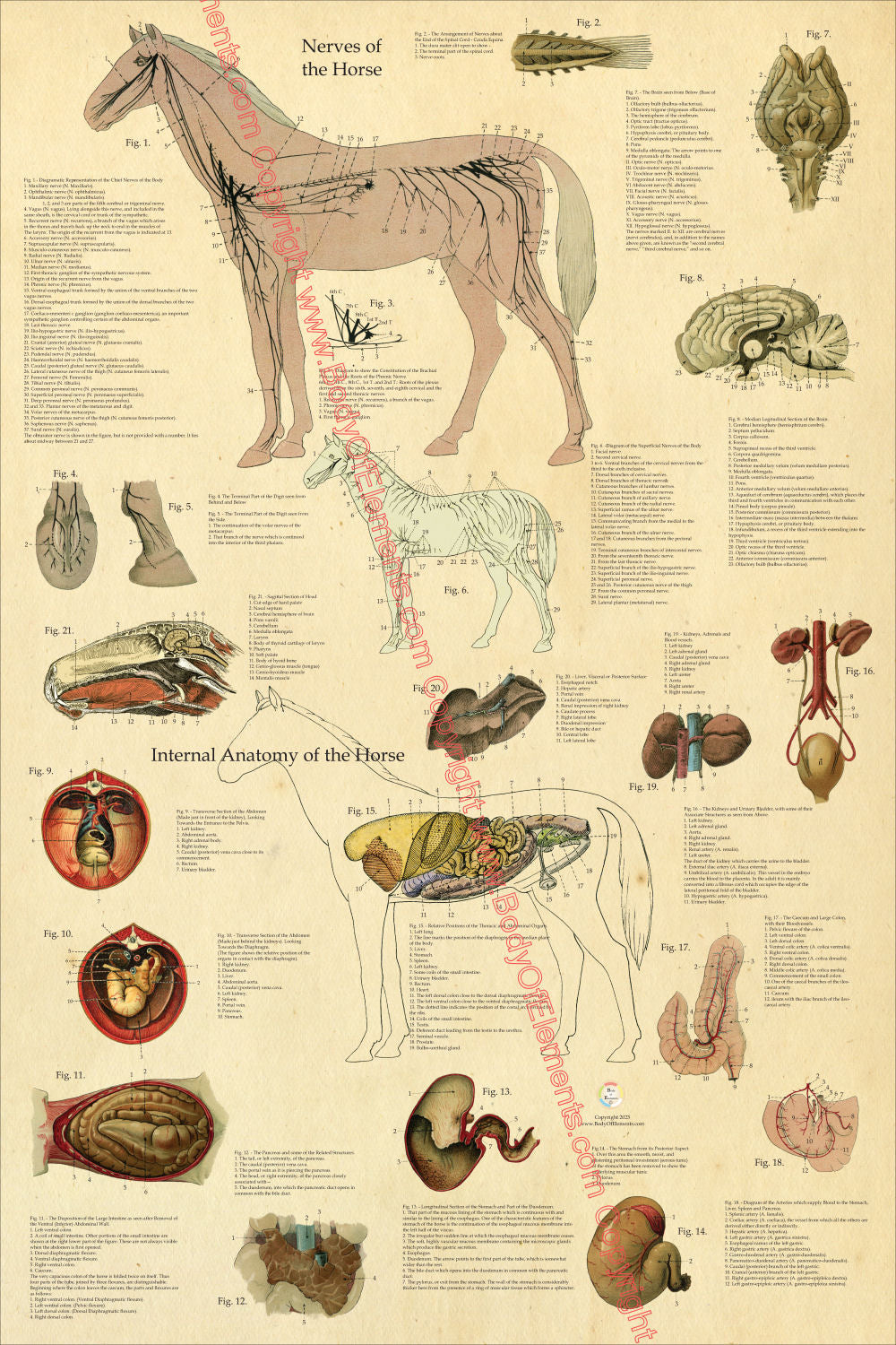 Horse Nerves Internal Anatomy Poster 24" X 36"