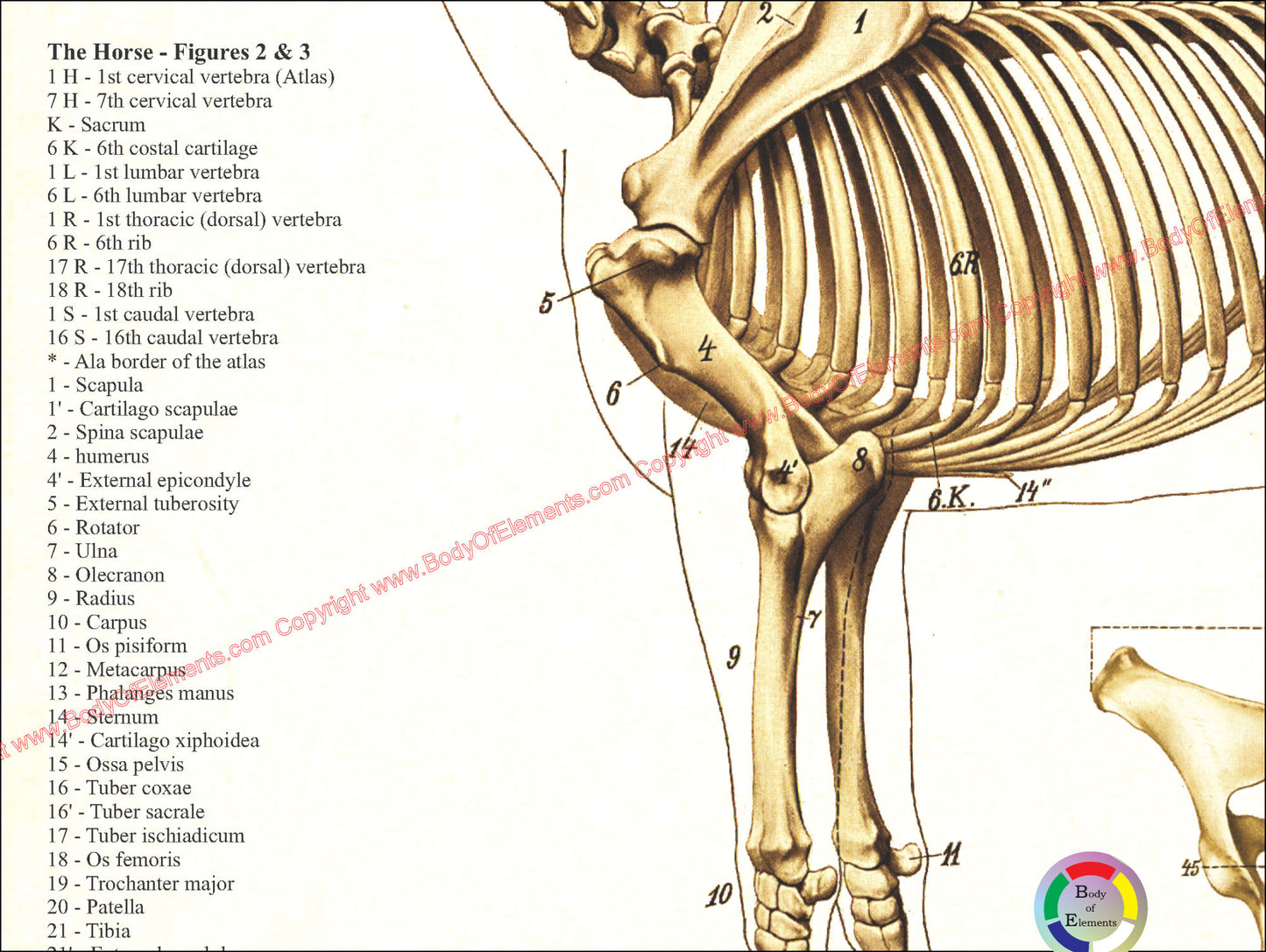 Horse skeletal anatomy