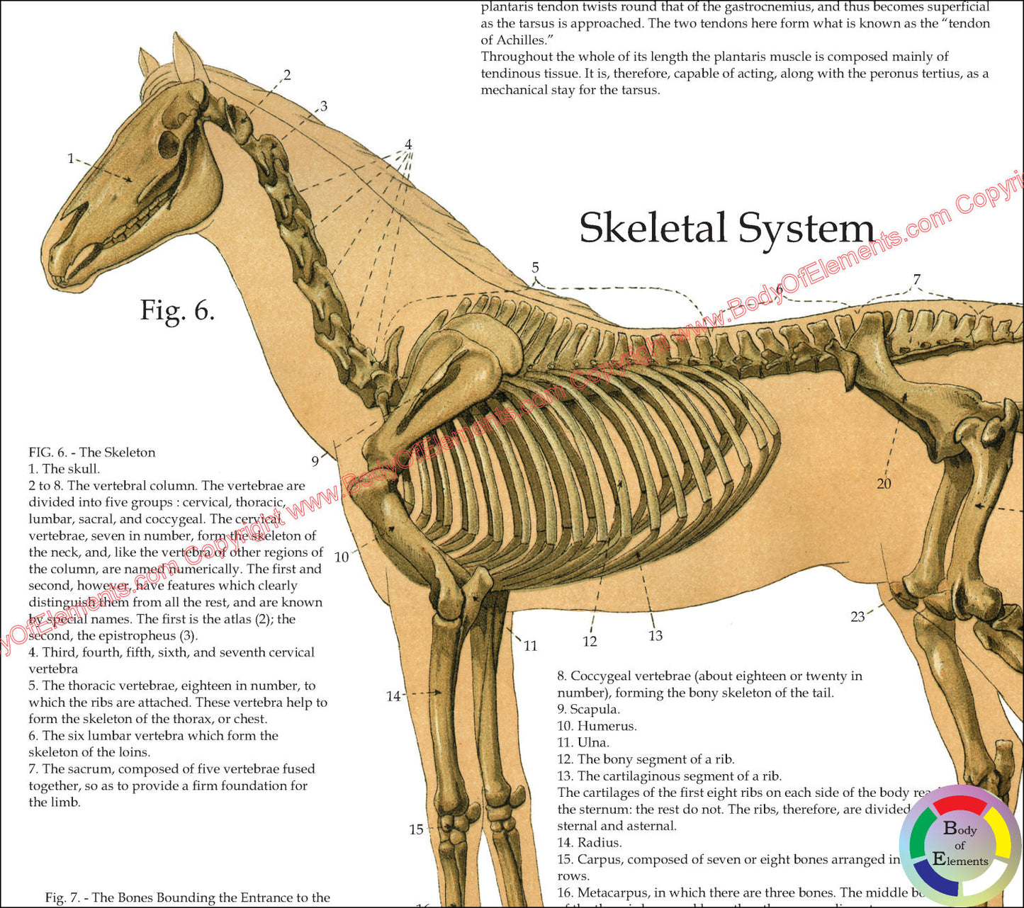 Horse skeletal anatomy poster