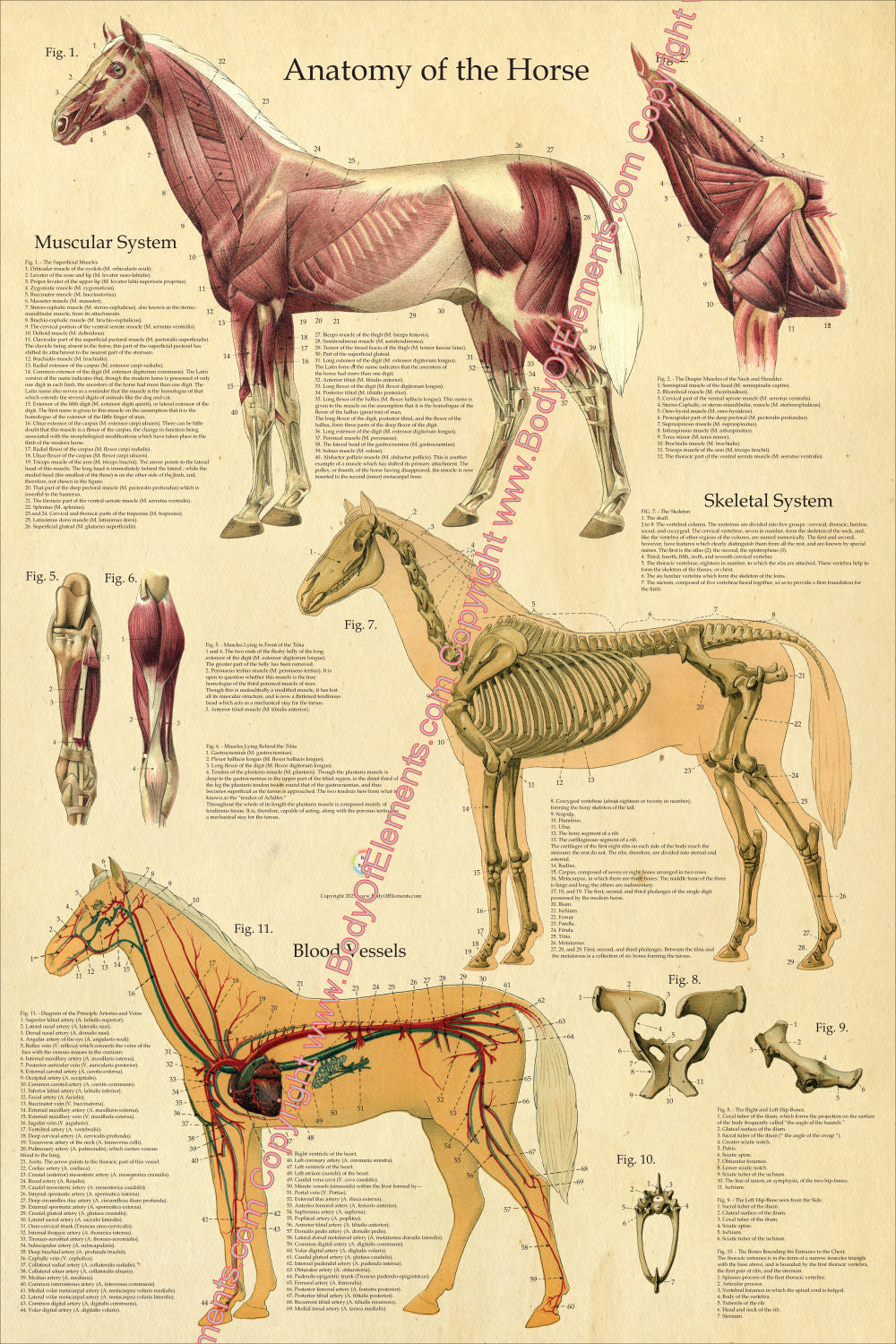 Horse Skeletal Muscle Anatomy Poster