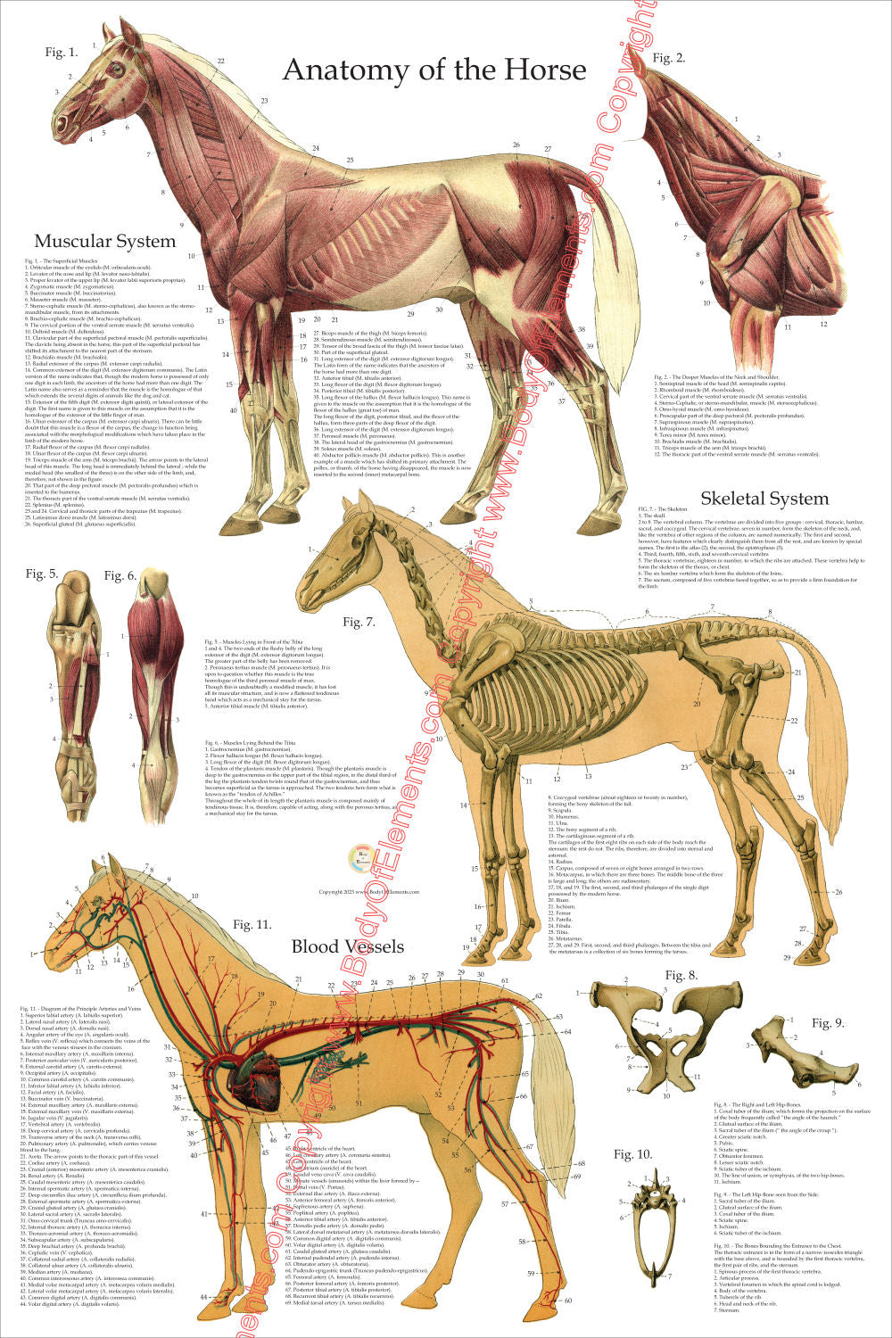 Horse Skeletal Muscle Anatomy Poster