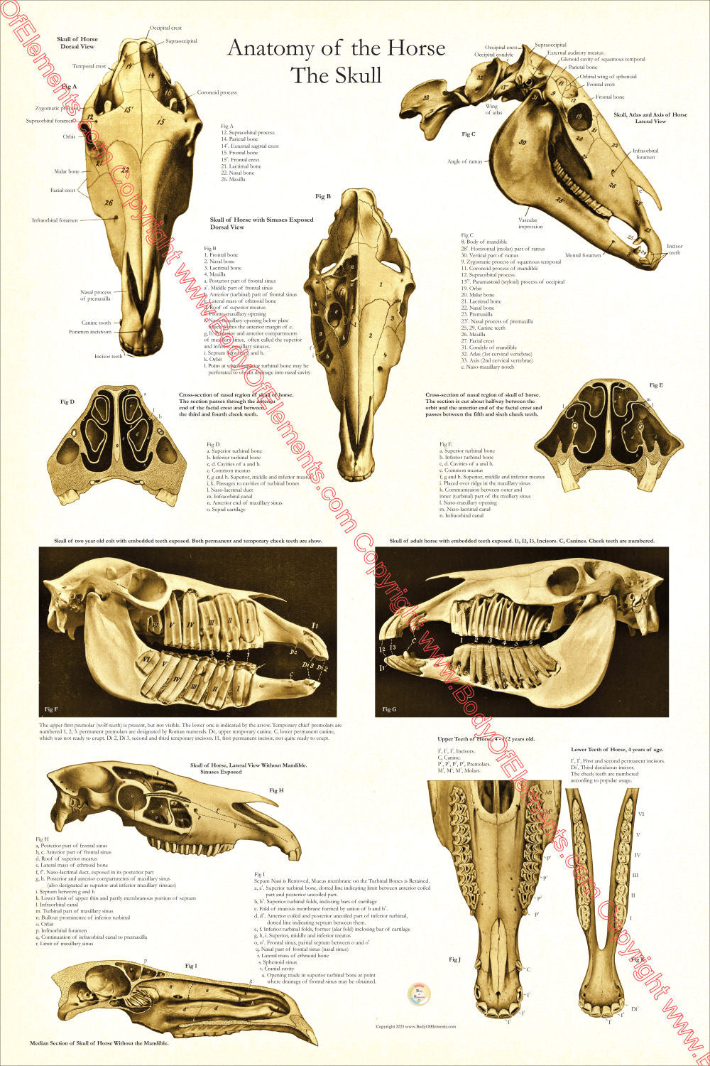 Horse Skull Dental Anatomy Poster