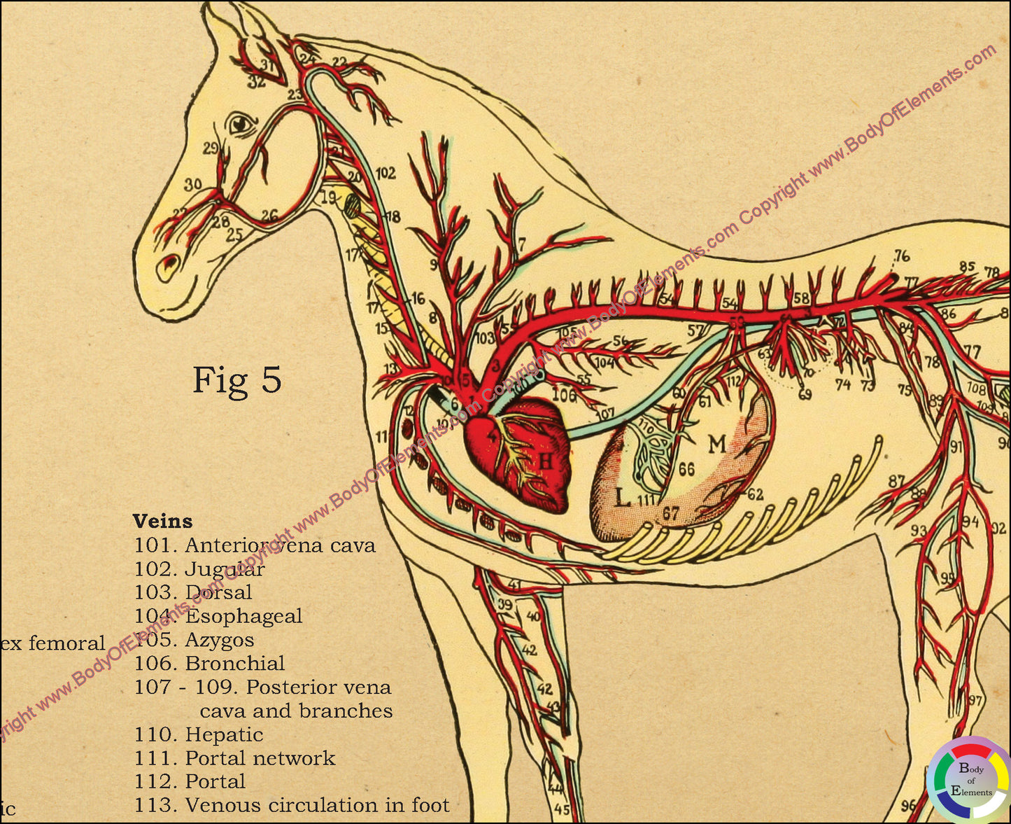 The vascular anatomy of the horse