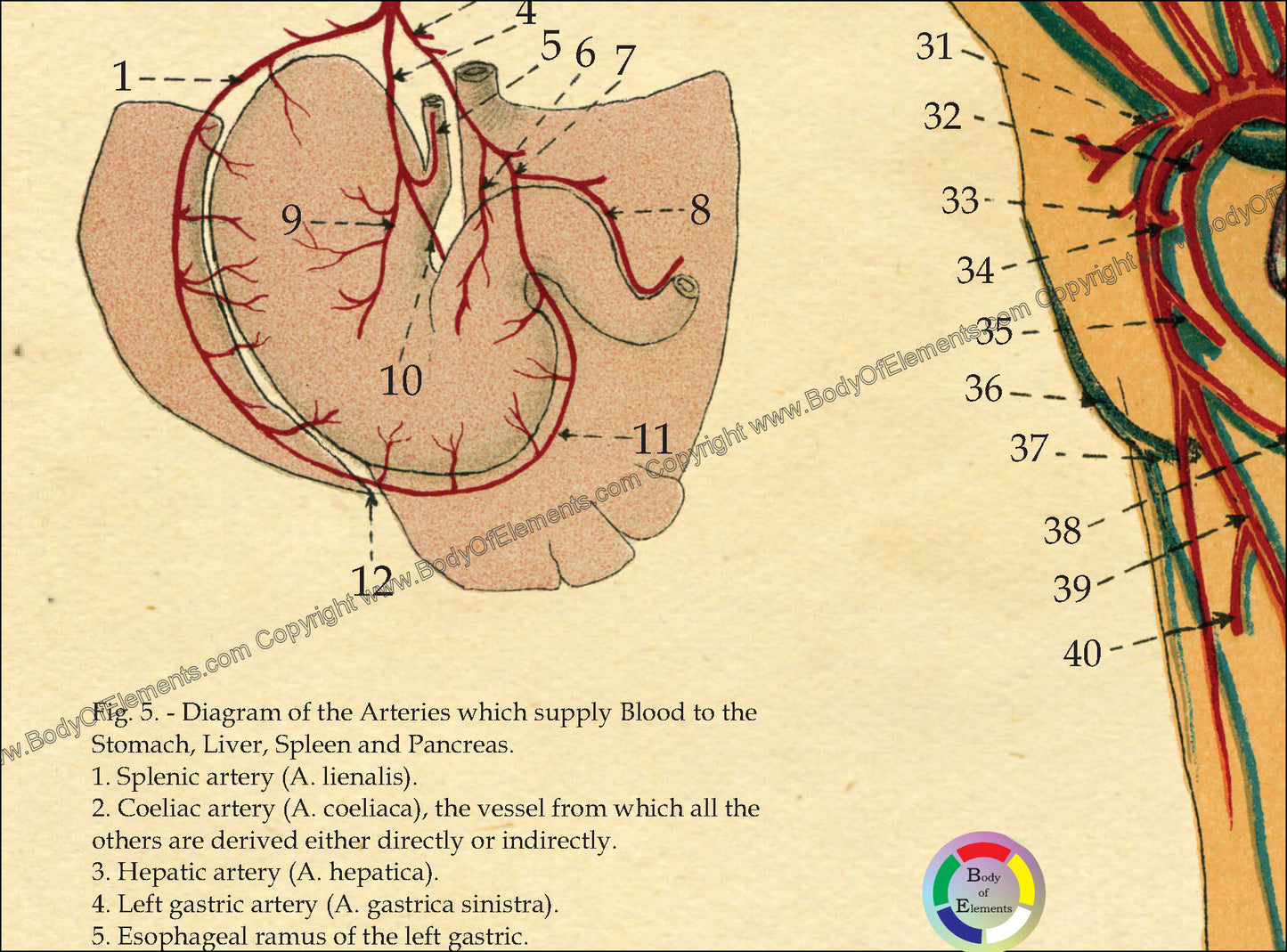 Horse Cardiovascular Anatomy Poster 18" X 24"