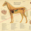 Horse Cardiovascular Anatomy Poster 18" X 24"