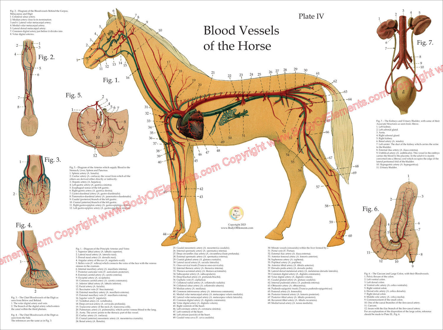 Horse Cardiovascular Anatomy Poster 18" X 24"