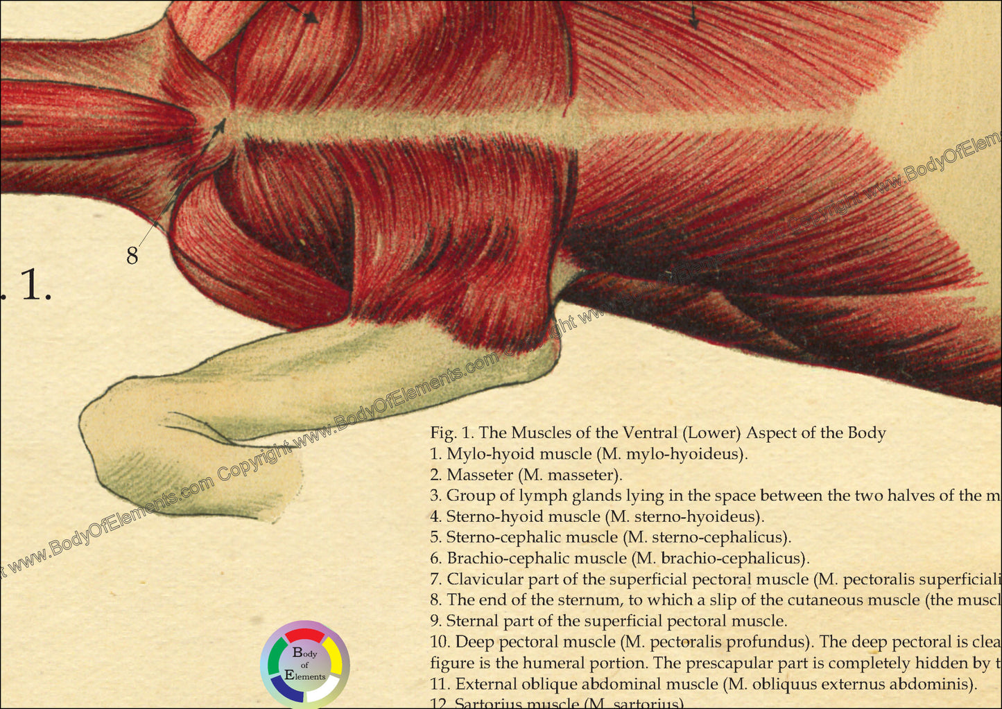 Horse Muscles Anatomy Poster