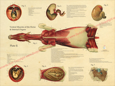 Horse Muscles Viscera Anatomy Poster